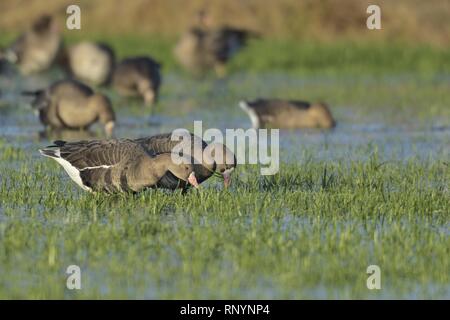 greater white-fronted geese Stock Photo