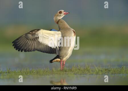 Egyptian goose Stock Photo