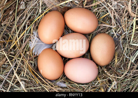 chicken eggs lying in the nest of straw. Top view. Stock Photo