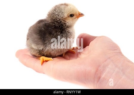 Hand holding a chicken, isolated on a white background. Stock Photo