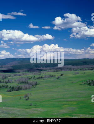 USA, Wyoming, Yellowstone National Park, Huge meadows and distant forest on north side of the Yellowstone River, from below trail to Mt. Washburn. Stock Photo