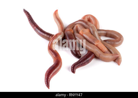 bunch of earthworms isolated on white background macro. Stock Photo