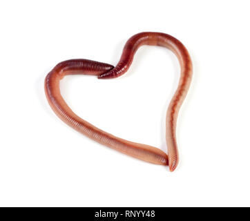 Two earthworms in the shape of heart isolated on white background. Stock Photo