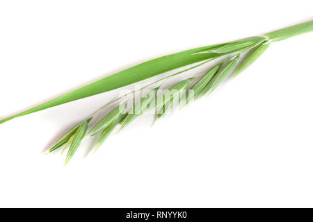 unripe oat spike isolated on white background. Stock Photo
