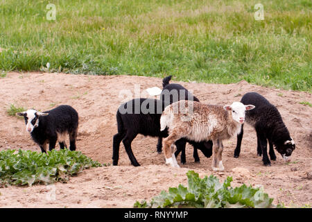 A few young funny lambs grazing on pasture. Stock Photo