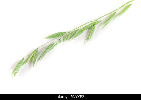unripe oat spike isolated on white background. Stock Photo