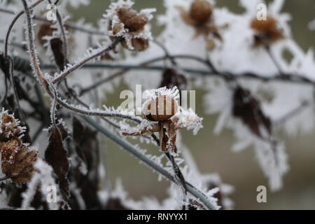 frozen branch in winter Stock Photo