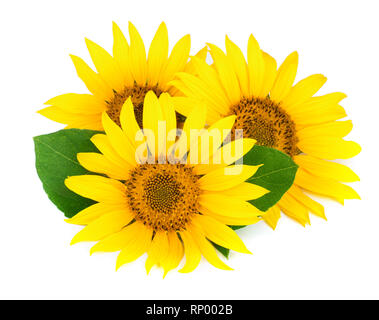 Three sunflowers with leaves isolated on white background. Stock Photo