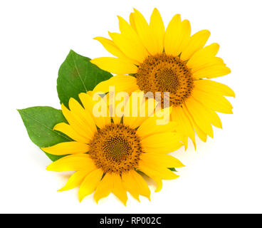 Two sunflowers with leaves isolated on white background. Stock Photo