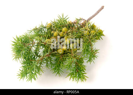 Green juniper branch with berries isolated on white background. Stock Photo