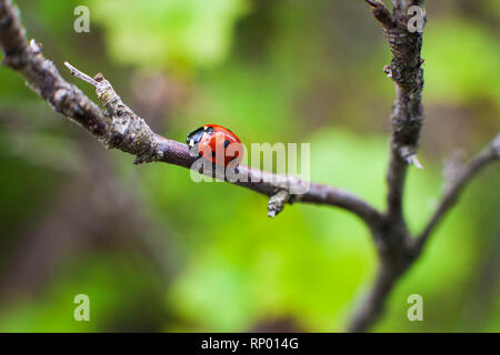Ladybird closeup on a leaf. Selective focus Stock Photo