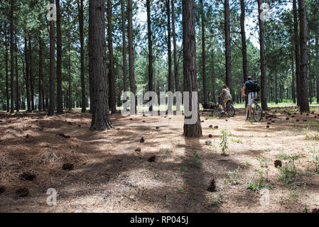 Young couple cycling in pine forest Stock Photo