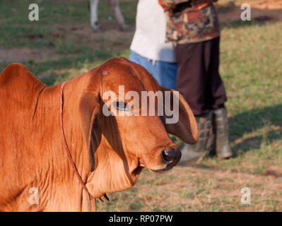 zebu, bos primigenius indicus or bos indicus or bos taurus indicus,  known as indicine cattle or humped cattle, animal market in Thailand Stock Photo