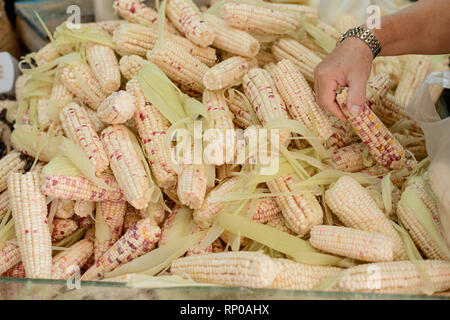 Ripe of waxy corn Stock Photo