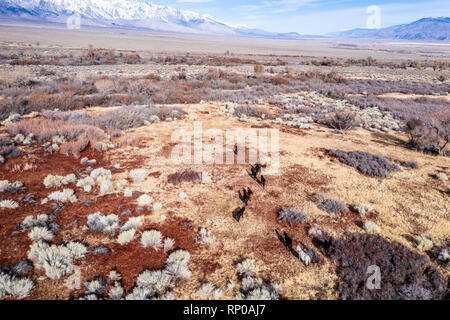 Grazing horses on the desert near the Lone Pine city. View to the snow covered mountains. Aerial. California USA Stock Photo