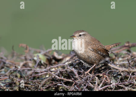 A small wren perched on the top of a hedge. It is a profile portrait looking to the left Stock Photo