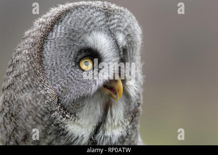 A very close up portrait photograph of a great grey gray owl. Showing just the head and face as it looks intensely to the right Stock Photo