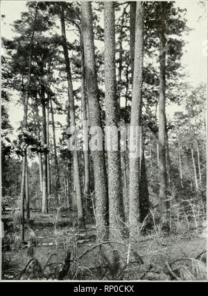 . American forestry. Forests and forestry. YALE FORESTRY CLASS IN THE WOODS 873. iKi.iN l.(>M,.i.i;.i' ri.xi: was drawn showing the forest types, roads, fields, streams, houses and contours. "While i>u are walking through the woods," said the professor in charge, "learn to distinguish between the three species of pine growing here." The long-leaf pine, with its long, thick needles grow- ing in plume-like bunches, bark in long, thin plates and enormous cones which lay scattered on the ground at its base, was not hard to pick otit, but the loblolly and short-leaf pin Stock Photo