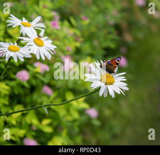 Butterfly on daisies in garden in spring bed Stock Photo