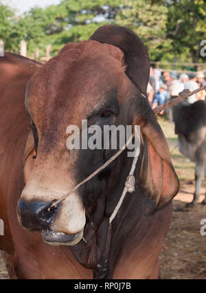 zebu, bos primigenius indicus or bos indicus or bos taurus indicus,  known as indicine cattle or humped cattle, animal market in Thailand Stock Photo