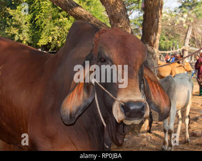 zebu, bos primigenius indicus or bos indicus or bos taurus indicus,  known as indicine cattle or humped cattle, animal market in Thailand Stock Photo