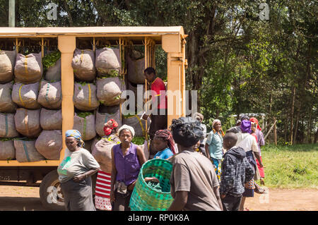 KENYA, THIKA - 03 January 2019: Several old women bringing their tea leaves to the truck with their wicker basket on a road in central Kenya in Africa Stock Photo