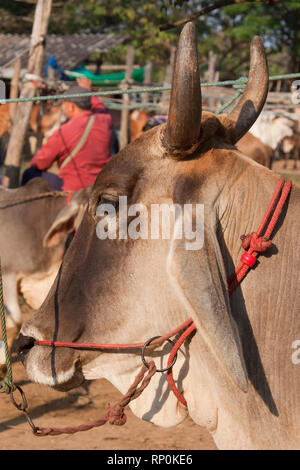 zebu, bos primigenius indicus or bos indicus or bos taurus indicus,  known as indicine cattle or humped cattle, animal market in Thailand Stock Photo