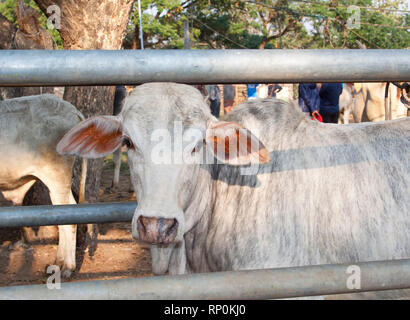 zebu, bos primigenius indicus or bos indicus or bos taurus indicus,  known as indicine cattle or humped cattle, animal market in Thailand Stock Photo