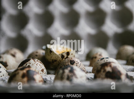Quail eggs in cardboard packaging. Yolk of quail eggs without shell. Stock Photo