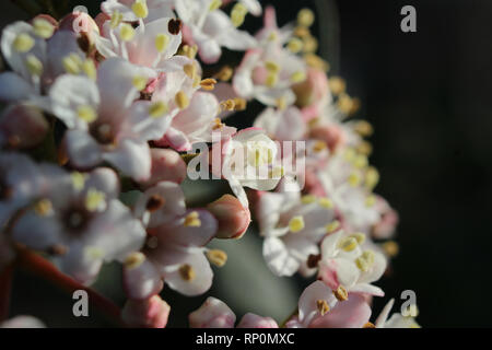 Macro image of the beautiful white spring flowers of Viburnum tinus 'Eve Price', side lit by the early morning sun. With copy space. Stock Photo