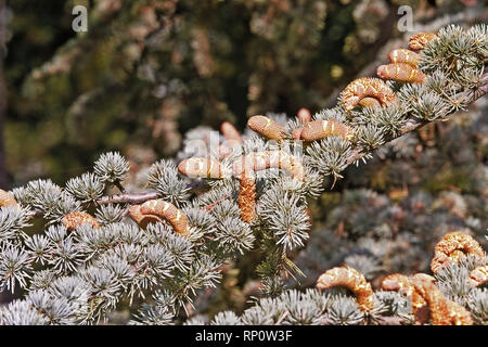 needle-like leaves and mature male fruits of the atlas cedar Stock Photo