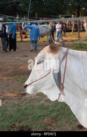 zebu, bos primigenius indicus or bos indicus or bos taurus indicus,  known as indicine cattle or humped cattle, animal market in Thailand Stock Photo