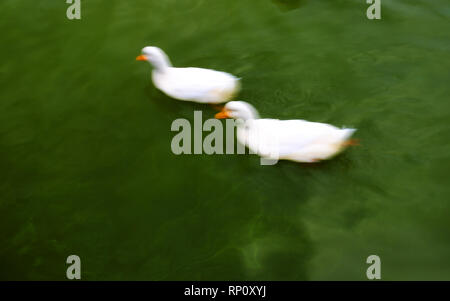Blurphoto of two white ducks on green water. Vibrant colorful intentionally blurred image. Panorama.Tritsis park in Athens Greece. Stock Photo