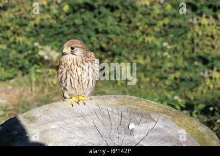 Portrait of the kestrel also known as common kestrel (Falco tinnunculus) sitting on tree trunk. Stock Photo