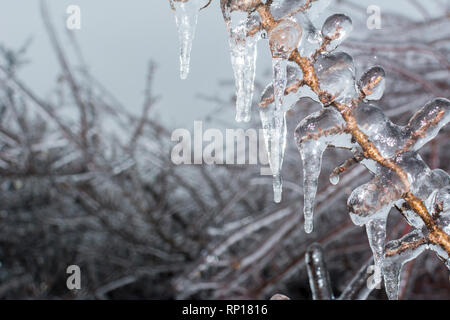 Freezing rain, Branch coveren with ice, background use.Copy space. Stock Photo