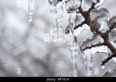 Freezing rain, Branch coveren with ice, background use.Copy space. Stock Photo