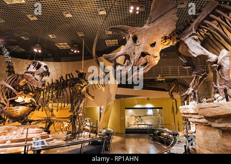 Japan, Honshu, Tokyo, Hibiya, Ueno Park, National Museum of Nature and Science, Exhibit of Dinosaurs Stock Photo