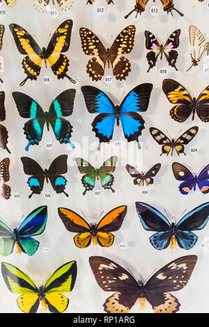 Japan, Honshu, Tokyo, Hibiya, Ueno Park, National Museum of Nature and Science, Display of Butterflies Stock Photo