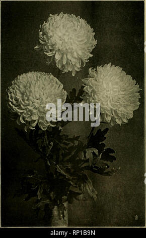 . The American florist : a weekly journal for the trade. Floriculture; Florists. 958 The American Florist. Nov. lb. Tarrytown, N. Y. Hartlcnltural Society. FOURTEEXTH AXXVAL EXUIBITIOX. The exhibition of the above named society opened in Music Hall, Tarry- town. November •&gt;. Excellent as its displays have been in previous years, this one far surpassed all that have gone before, and would favorably com- pare with many exhibitions held on a much larger scale and drawing ex- hibits from a much wider range of territory. Though largely an exhibi- tion from the estates of wealthy men where the pr Stock Photo