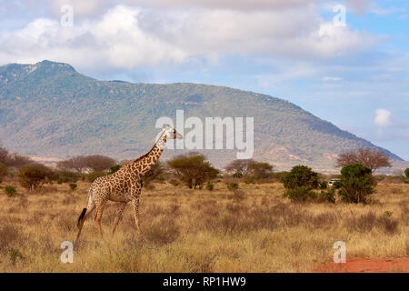 View of the Giraffe in Tsavo National Park in Kenya, Africa. Safari car, blue sky with clouds and mountain background. Stock Photo