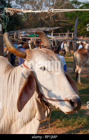 zebu, bos primigenius indicus or bos indicus or bos taurus indicus,  known as indicine cattle or humped cattle, animal market in Thailand Stock Photo