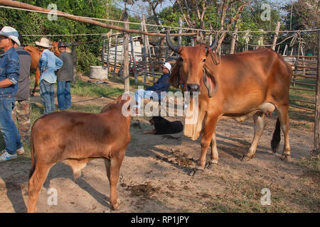 zebu, bos primigenius indicus or bos indicus or bos taurus indicus,  known as indicine cattle or humped cattle, animal market in Thailand Stock Photo