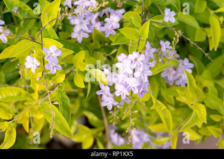 Golden dewdrop (Duranta repens L.) is widely grown as an ornamental plant throughout tropical and warm subtropical regions Stock Photo