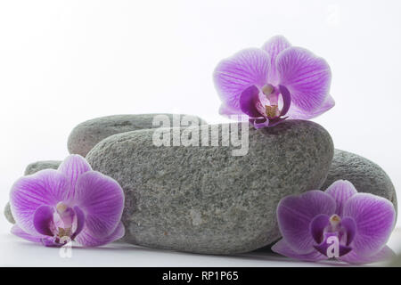 Three purple orchid blossoms on a pile of grey roundstones and in front of it - white background Stock Photo