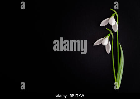 Two snowdrops on a black background with copyspace Stock Photo