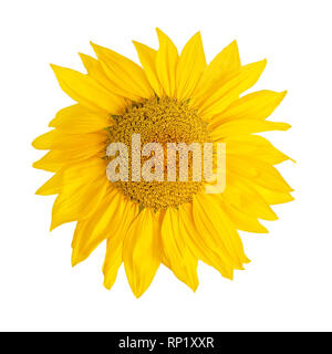 Yellow Sunflower Flower Head  Isolated On White  Background Stock Photo