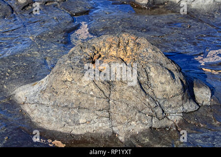 Petrified tree trunk at Curio Bay in New zealand Stock Photo