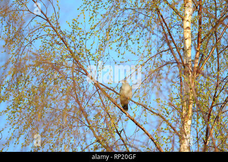 Cuckoo (Cuculus canorus) in spring, Europe Stock Photo