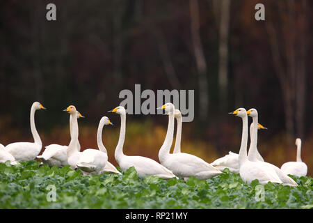 Whooper swans (Cygnus cygnus) feeding and having rest. Europe, Estonia Stock Photo