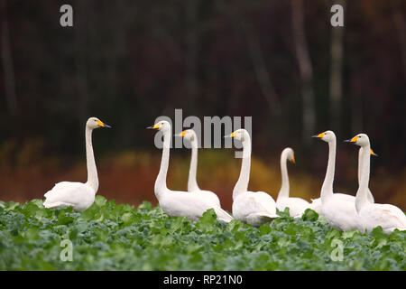 Whooper swans (Cygnus cygnus) feeding and having rest. Europe, Estonia Stock Photo